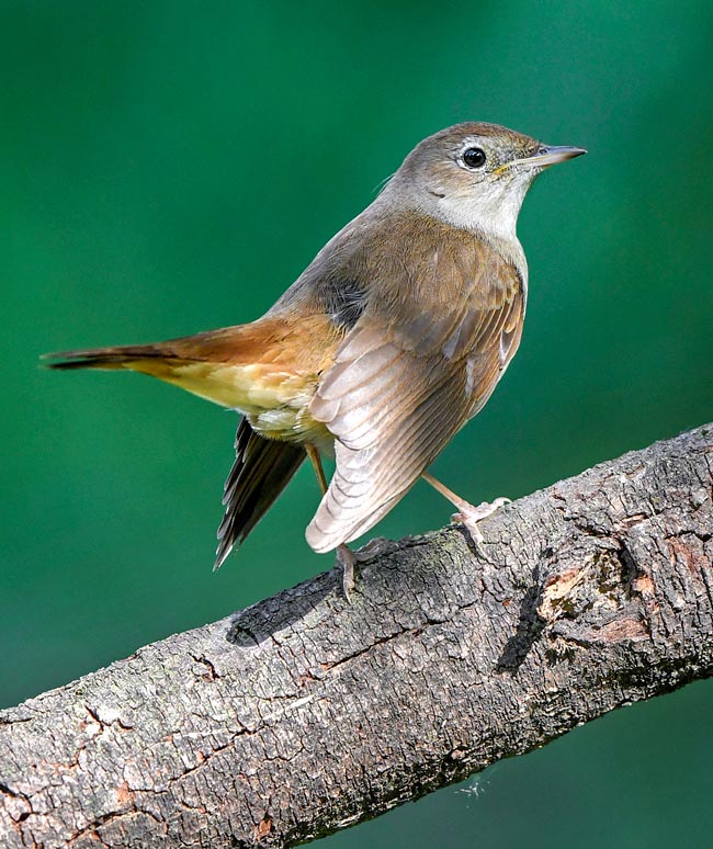 Luscinia megarhynchos, Muscicapidae, Usignolo