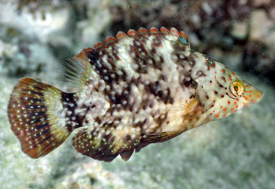 Voici un poisson encore plus jeune. Notez les taches de camouflage et le profil allongé du museau, très différent de celui de l'adulte