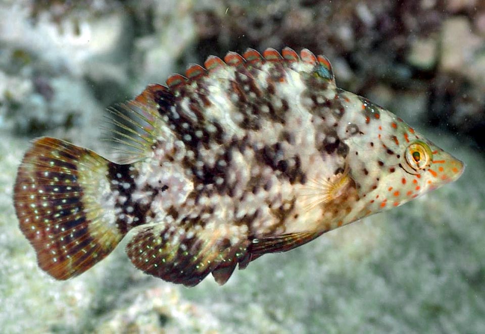 Here an even younger fish. To note the mimetic spots and the long profile of the snout, quite different from the adults' one