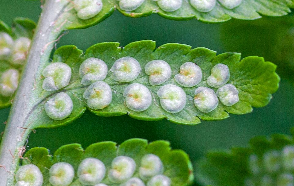 Dryopteris filix-mas, Male fern, Dryopteridaceae