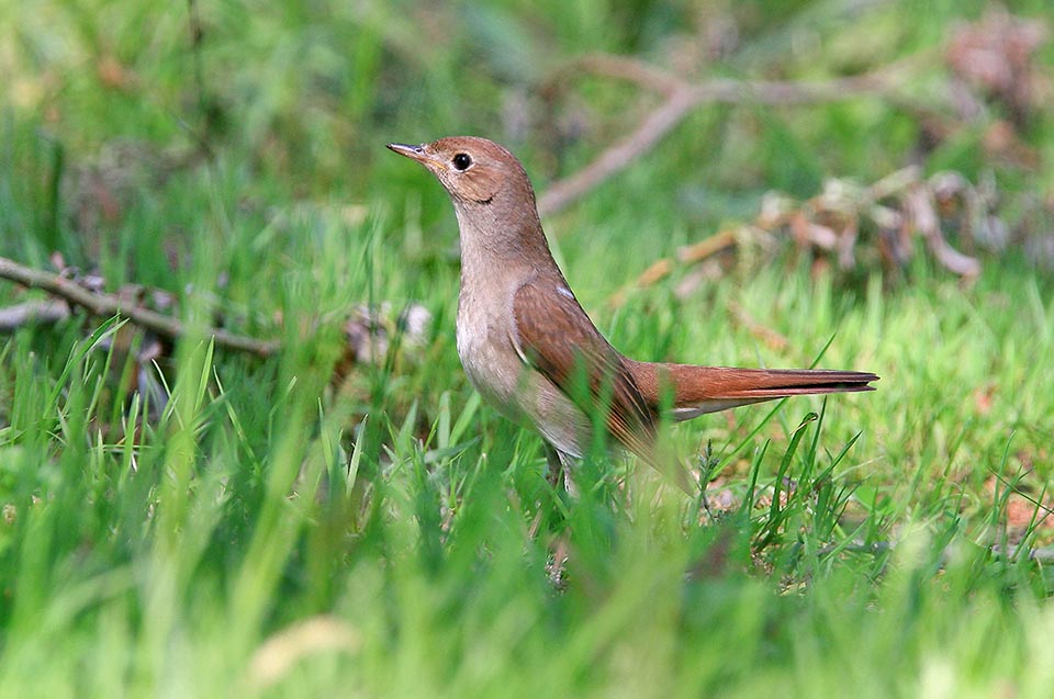 Luscinia megarhynchos, Muscicapidae, Usignolo