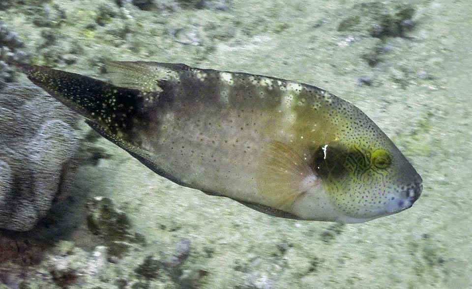 Adulte peu coloré, peut-être pour se fondre sur le sable, où cette espèce débusque les invertébrés dont elle se nourrit par de puissants jets d'eau expulsés par la bouche