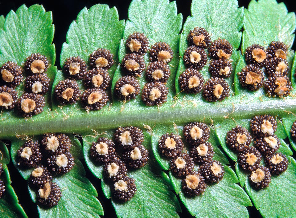 Dryopteris filix-mas, Felce maschio, Dryopteridaceae