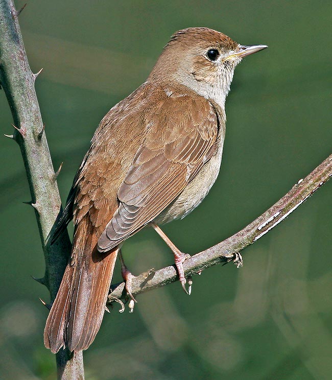 Luscinia megarhynchos, Muscicapidae, Usignolo