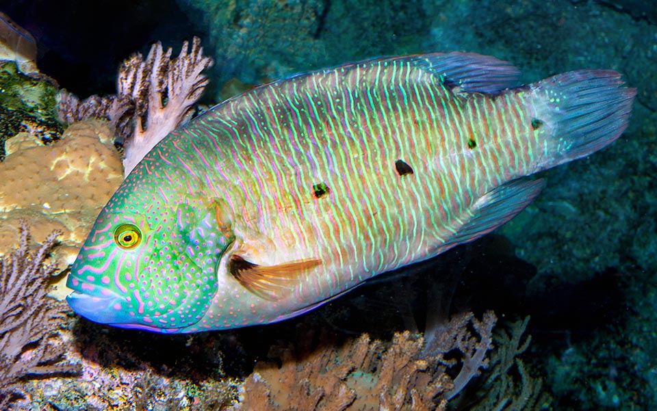 Conversely, this swims relaxed. Do appear clear the typical sub-adults black spots that disappear in the trilobate tail phase. Cheilinus trilobatus can be 45 cm long. At times present in the local fish markets, it is also collected young for the aquariological trade but is currently a species with a moderate vulnerability index 