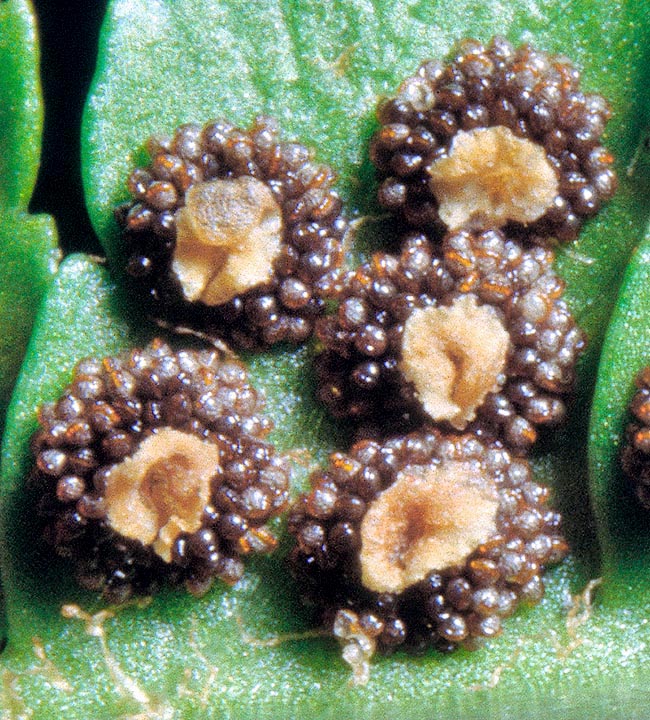 Dryopteris filix-mas, Male fern, Dryopteridaceae