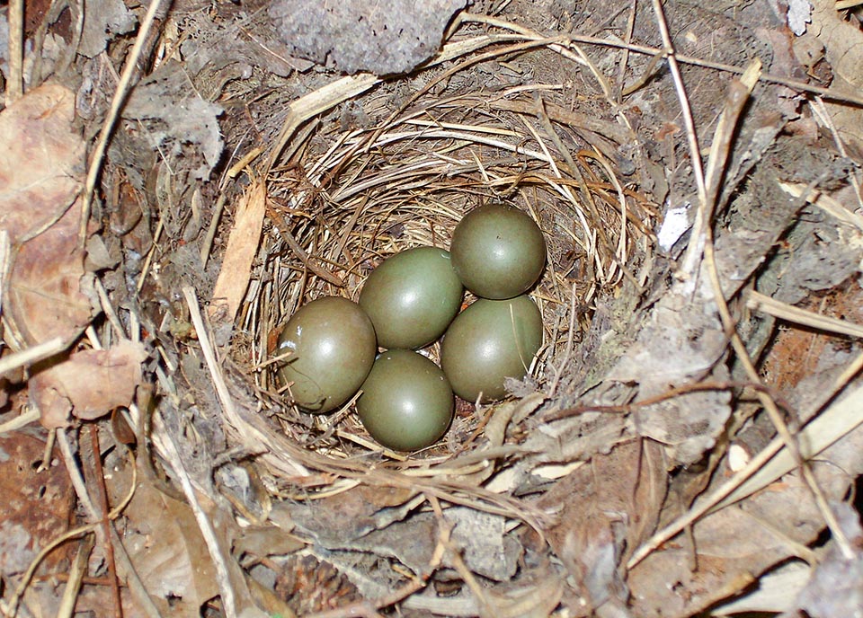 Luscinia megarhynchos, Muscicapidae, Usignolo