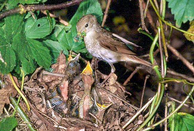 Luscinia megarhynchos, Muscicapidae, Nightingale