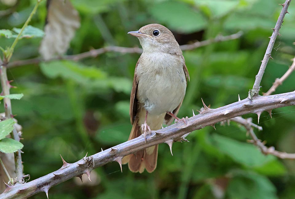 Luscinia megarhynchos, Muscicapidae, Usignolo