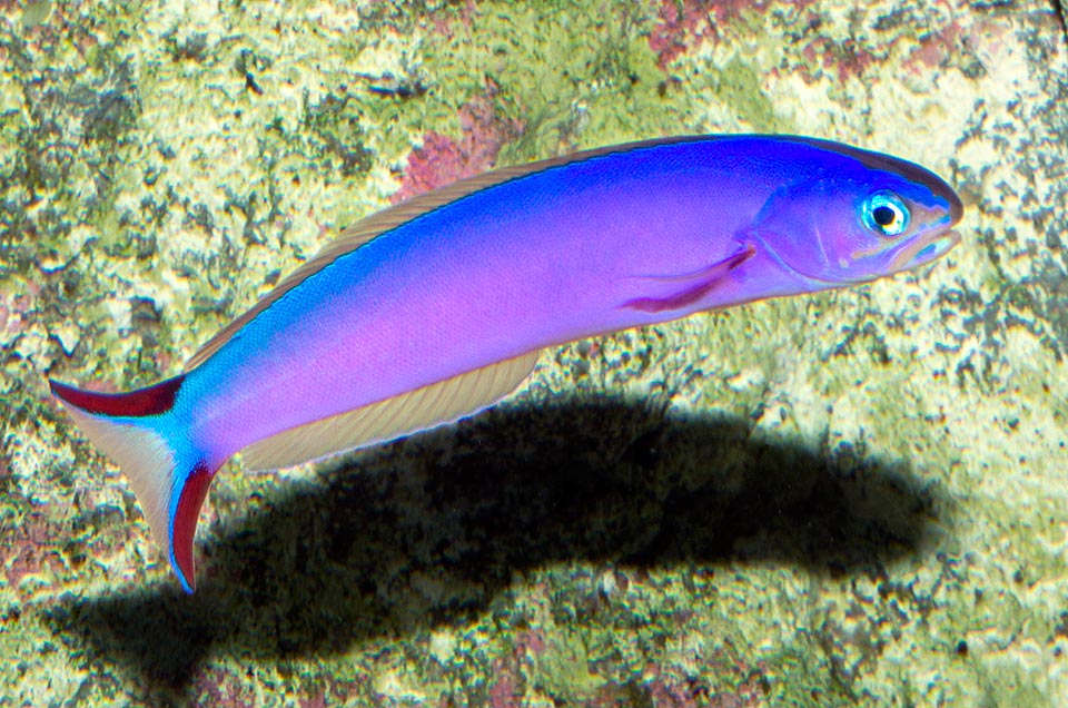 Hoplolatilius purpureus, Malacanthidae, Purple sand tilefish