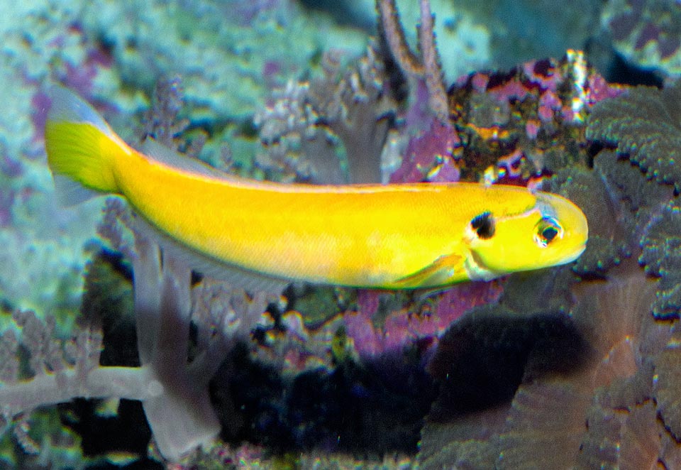 Hoplolatilus luteus, Malacanthidae, Yellow tilefish 