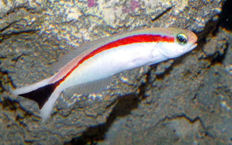 Hoplolatilus marcosi, Malacanthidae, Redback sand tilefish