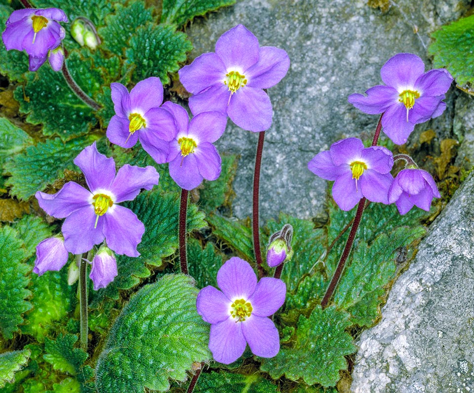 Ramonda myconi, Gesneriaceae, Pyrenean-Violet