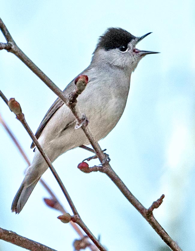 Sylvia atricapilla, Capinera, Sylviidae