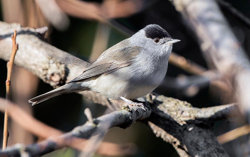 Sylvia atricapilla, Capinera, Sylviidae