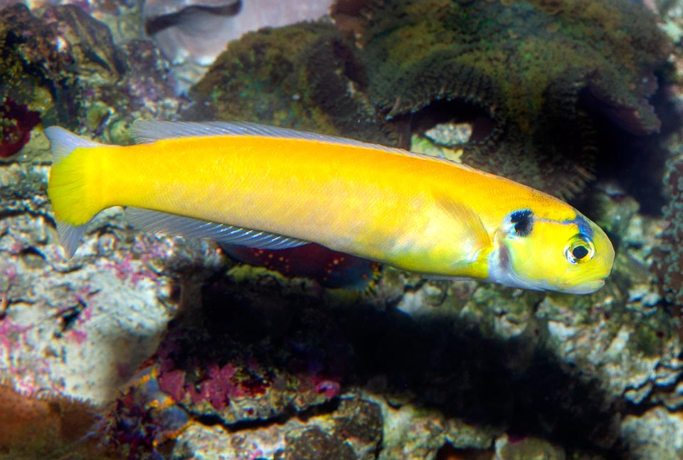 Hoplolatilus luteus, Malacanthidae, Yellow tilefish