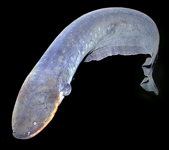Electrophorus electricus, Electric eel, Gymnotidae