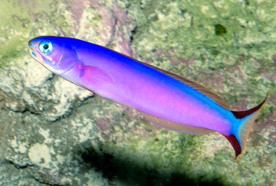 Hoplolatilius purpureus, Malacanthidae, Purple sand tilefish