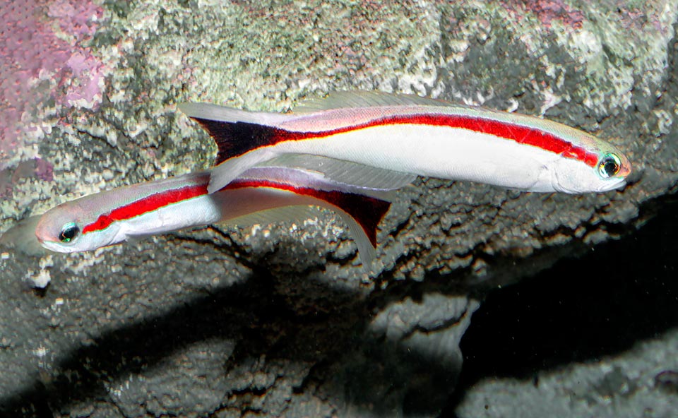 Hoplolatilus marcosi, Malacanthidae, Redback sand tilefish