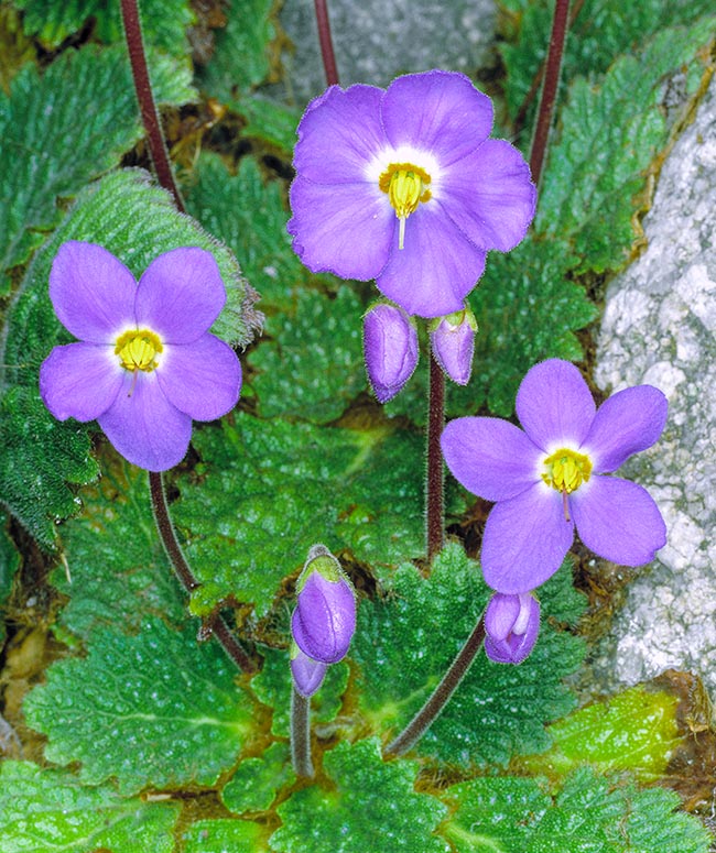 Ramonda myconi, Gesneriaceae, Oreja de oso