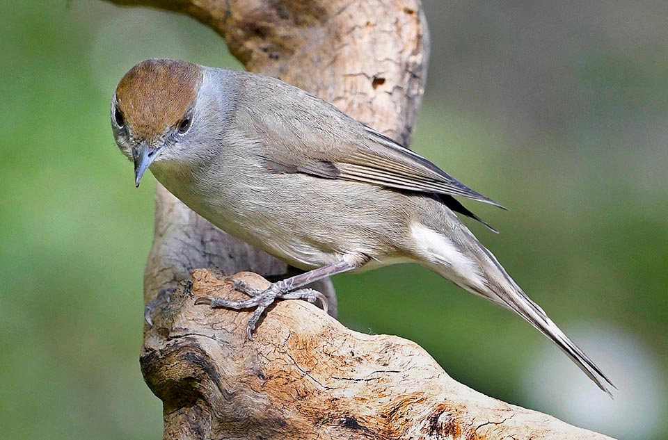 Sylvia atricapilla, Capinera, Sylviidae