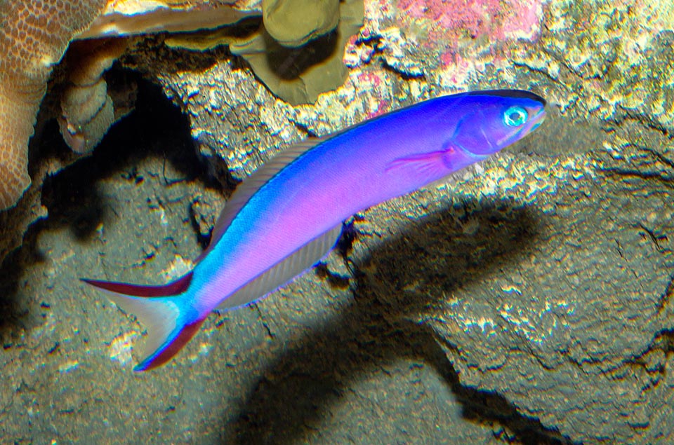 Hoplolatilius purpureus, Malacanthidae, Purple sand tilefish