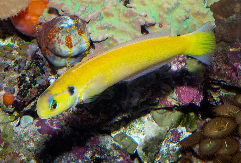 Hoplolatilus luteus, Malacanthidae, Yellow tilefish