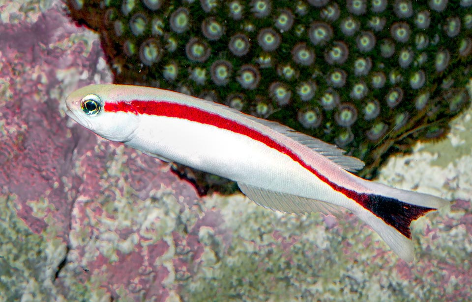 Hoplolatilus marcosi, Malacanthidae, Redback sand tilefish