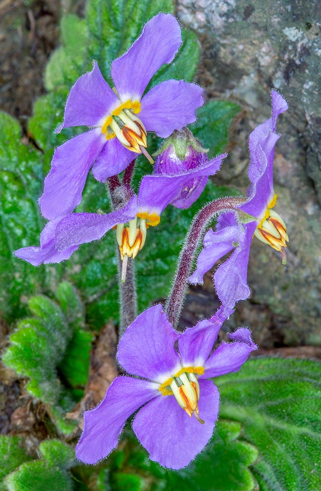 Ramonda myconi, Gesneriaceae, Oreja de oso