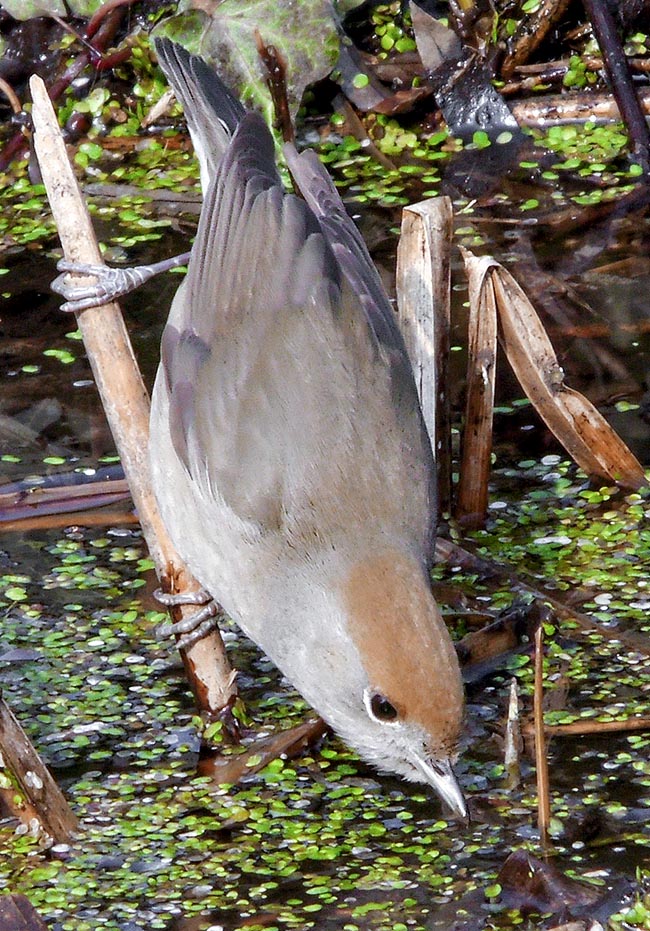 Sylvia atricapilla, Capinera, Sylviidae