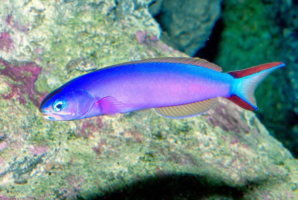 Hoplolatilius purpureus, Malacanthidae, Purple sand tilefish