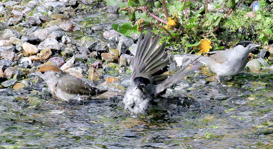 Sylvia atricapilla, Blackcap, Sylviidae