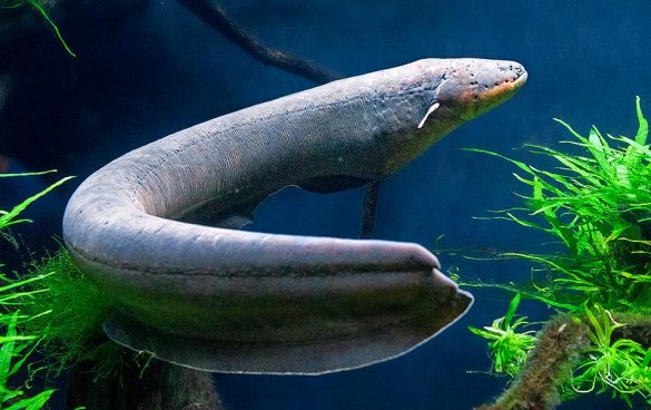Electrophorus electricus - Monaco Nature Encyclopedia