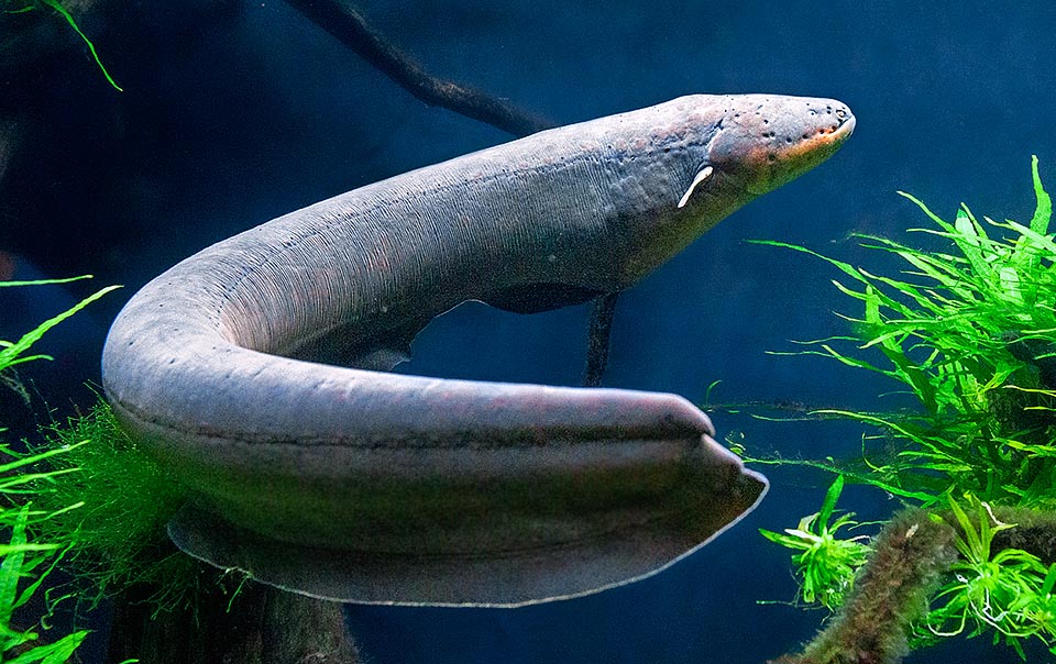 Electrophorus electricus, Electric eel, Gymnotidae