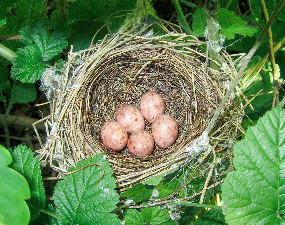 Sylvia atricapilla, Blackcap, Sylviidae