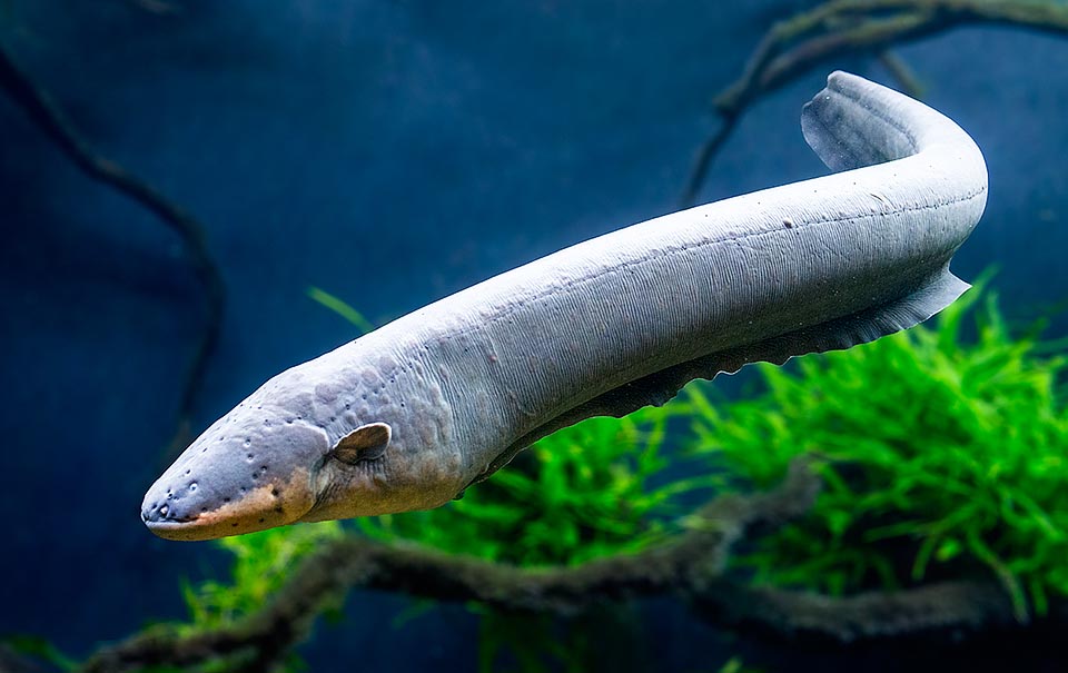 Electrophorus electricus, Electric eel, Gymnotidae