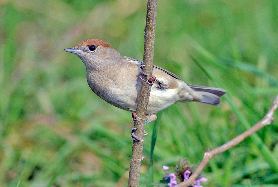 Sylvia atricapilla, Blackcap, Sylviidae