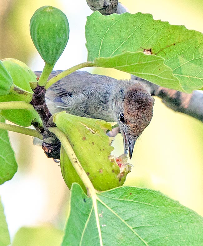 Sylvia atricapilla, Capinera, Sylviidae