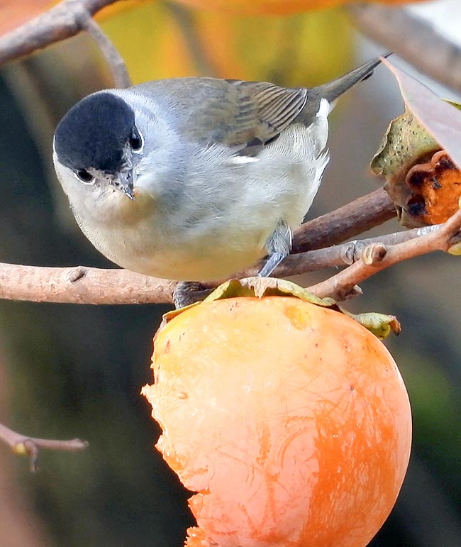 Sylvia atricapilla, Capinera, Sylviidae