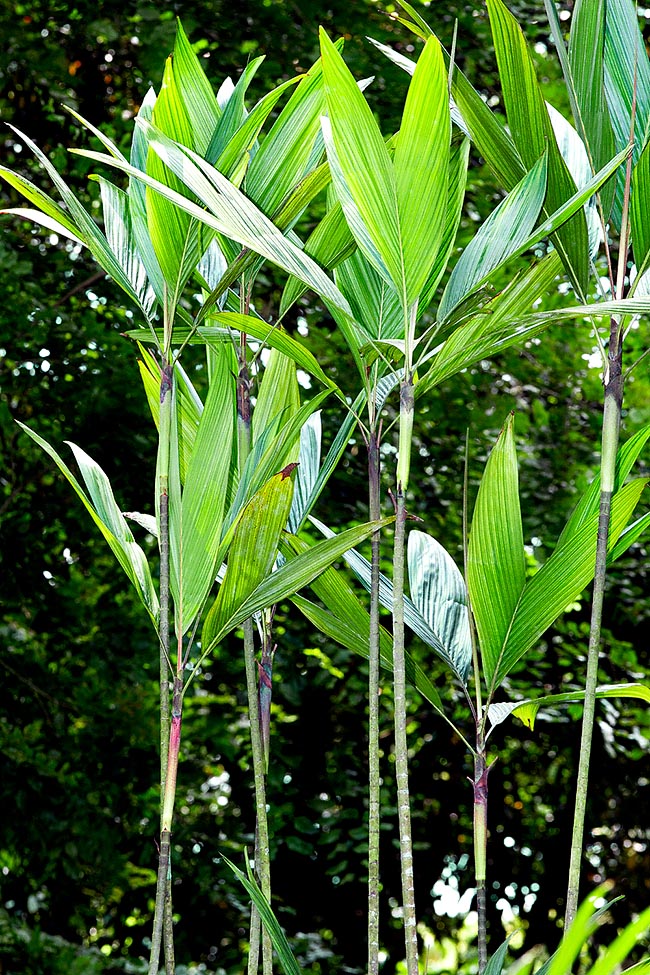 Asterogyne martiana, Arecaceae