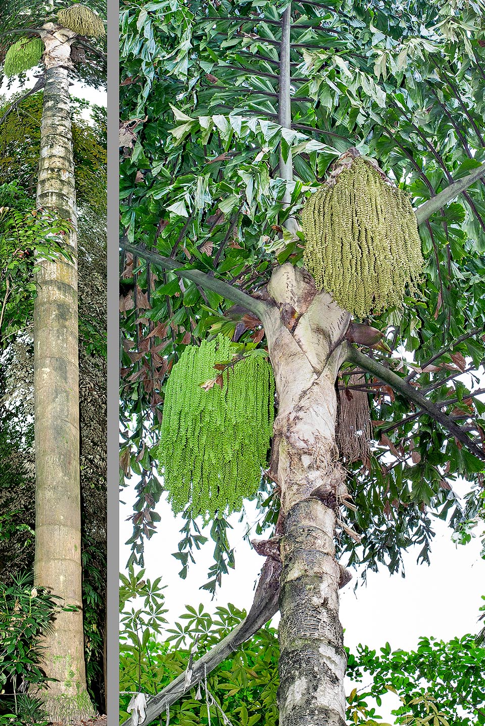 Caryota no, Arecaceae