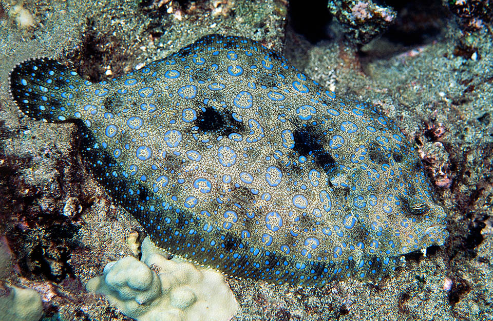 Bothus mancus ha incredibili macchie mimetiche simili a fiori. La diffusione è vastissima in tutto l’Indo-Pacifico tropicale, ma è assente nel Mar Rosso.