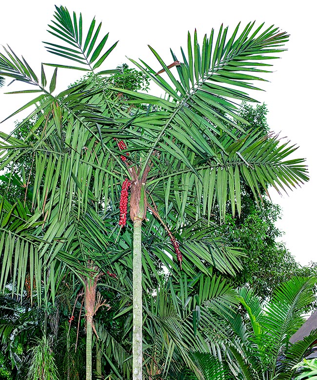 Calyptrocalix spicatus, Arecaceae