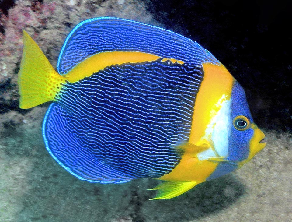 Chaetodontoplus duboulayi, Scribbled angelfish, Pomacanthidae