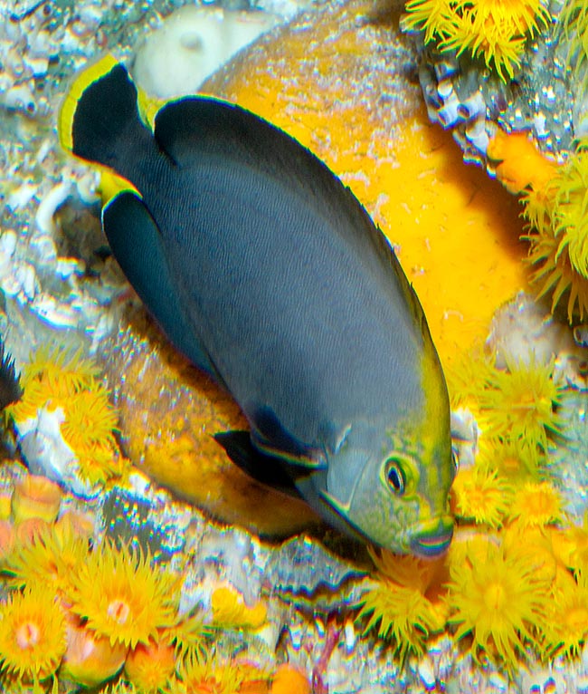 Chaetodontoplus melanosoma, Pomacanthidae, Pez ángel de terciopelo negro