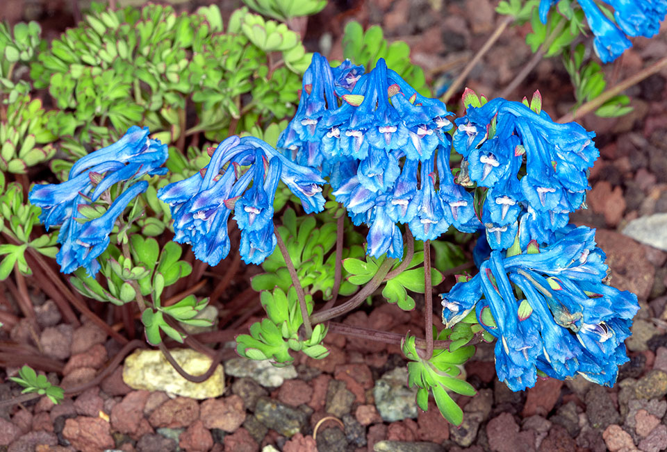 Corydalis panda, Papaveraceae