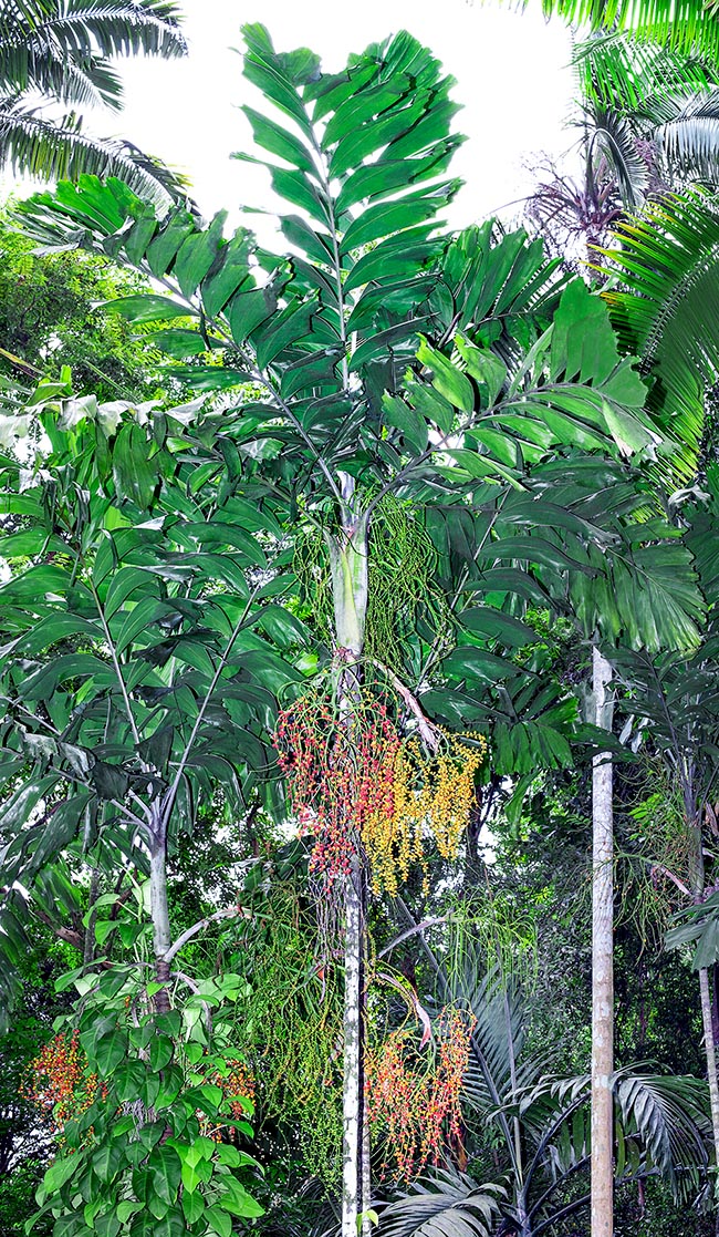 Veitchia subdisticha, Drymophloeus subdistichus, Arecaceae