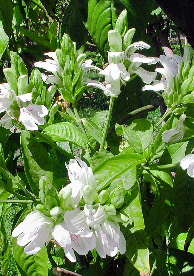 Justicia adhatoda, Acanthaceae 