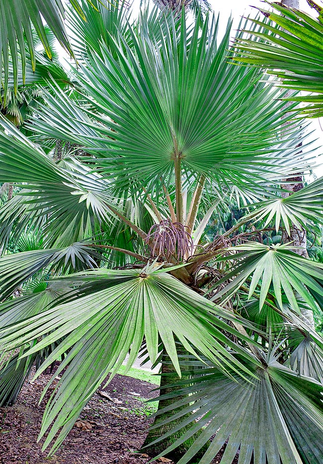 Latania lontaroides, Arecaceae