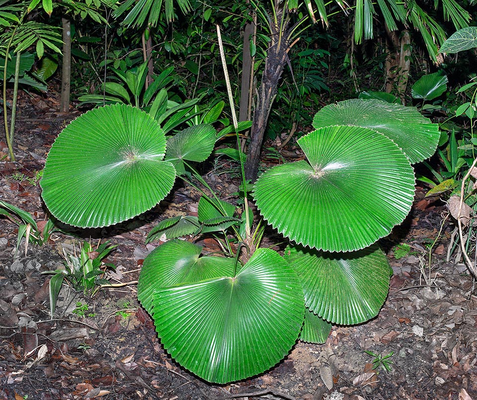 Licuala cordata, Arecaceae